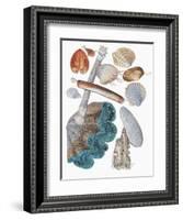 Close-Up of a Group of Bivalves Molluscs-null-Framed Giclee Print