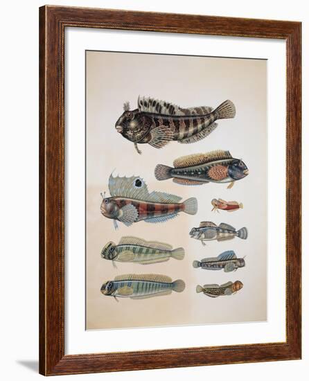 Close-Up of a Group of Blenny Fish-null-Framed Giclee Print