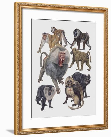 Close-Up of a Group of Cercopithecidaes-null-Framed Giclee Print