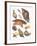 Close-Up of a Group of Gastropoda Molluscs-null-Framed Giclee Print
