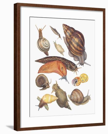 Close-Up of a Group of Gastropoda Molluscs-null-Framed Giclee Print