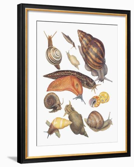 Close-Up of a Group of Gastropoda Molluscs-null-Framed Giclee Print