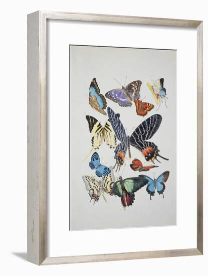 Close-Up of a Group of Lepidoptera Insects-null-Framed Giclee Print