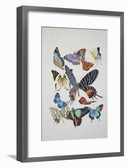 Close-Up of a Group of Lepidoptera Insects-null-Framed Giclee Print