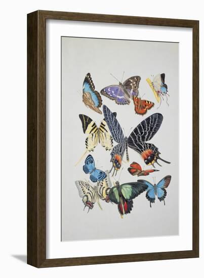 Close-Up of a Group of Lepidoptera Insects-null-Framed Giclee Print