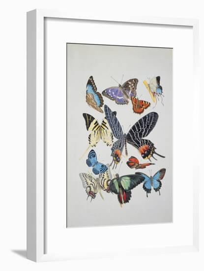 Close-Up of a Group of Lepidoptera Insects-null-Framed Giclee Print