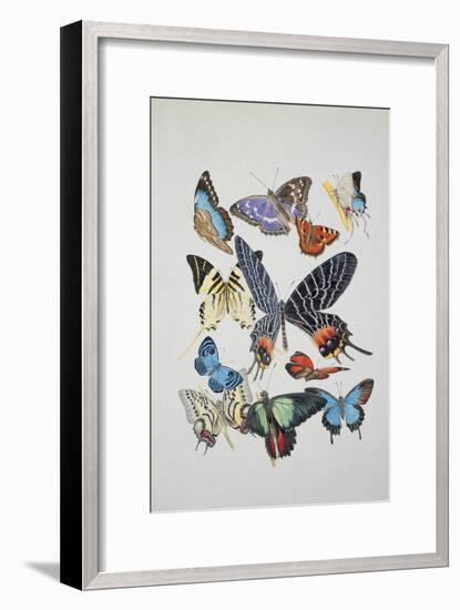 Close-Up of a Group of Lepidoptera Insects-null-Framed Giclee Print