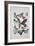 Close-Up of a Group of Lepidoptera Insects-null-Framed Giclee Print