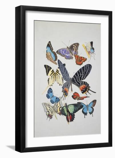 Close-Up of a Group of Lepidoptera Insects-null-Framed Giclee Print