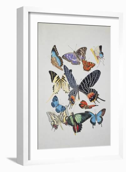 Close-Up of a Group of Lepidoptera Insects-null-Framed Giclee Print