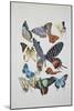 Close-Up of a Group of Lepidoptera Insects-null-Mounted Giclee Print