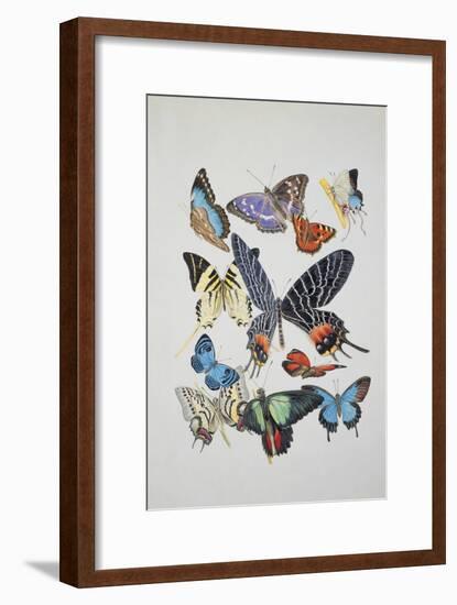 Close-Up of a Group of Lepidoptera Insects-null-Framed Giclee Print