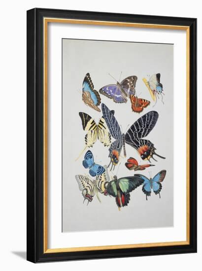 Close-Up of a Group of Lepidoptera Insects-null-Framed Giclee Print