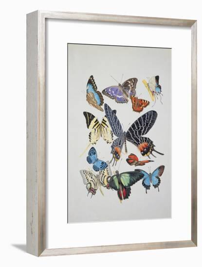 Close-Up of a Group of Lepidoptera Insects--Framed Giclee Print