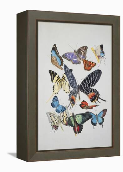 Close-Up of a Group of Lepidoptera Insects-null-Framed Premier Image Canvas
