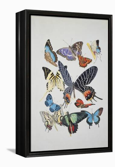 Close-Up of a Group of Lepidoptera Insects-null-Framed Premier Image Canvas