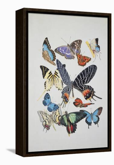 Close-Up of a Group of Lepidoptera Insects-null-Framed Premier Image Canvas