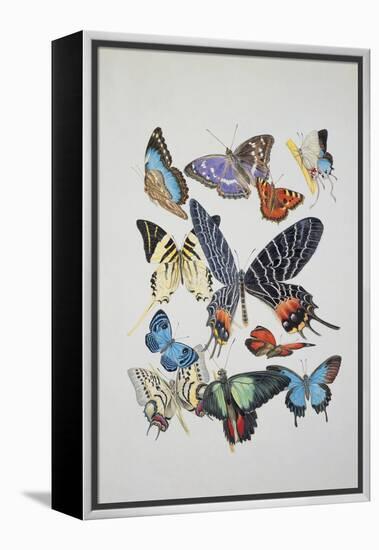 Close-Up of a Group of Lepidoptera Insects-null-Framed Premier Image Canvas