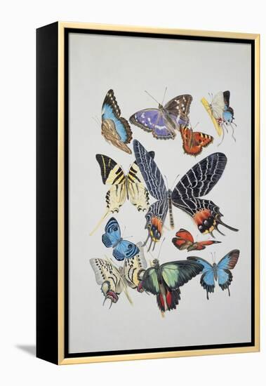 Close-Up of a Group of Lepidoptera Insects-null-Framed Premier Image Canvas