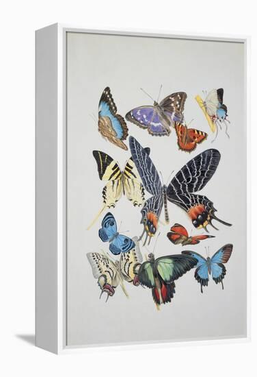 Close-Up of a Group of Lepidoptera Insects-null-Framed Premier Image Canvas