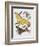 Close-Up of a Group of Lepidoptera Insects-null-Framed Giclee Print