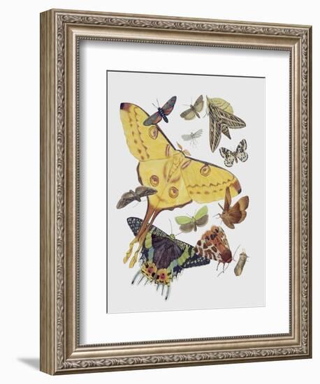 Close-Up of a Group of Lepidoptera Insects-null-Framed Giclee Print