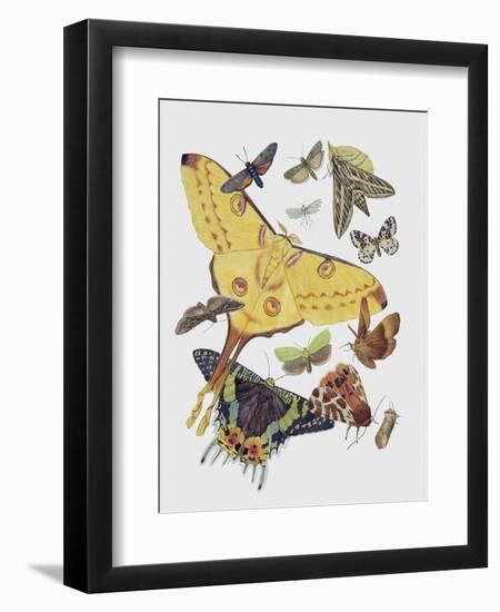 Close-Up of a Group of Lepidoptera Insects-null-Framed Giclee Print