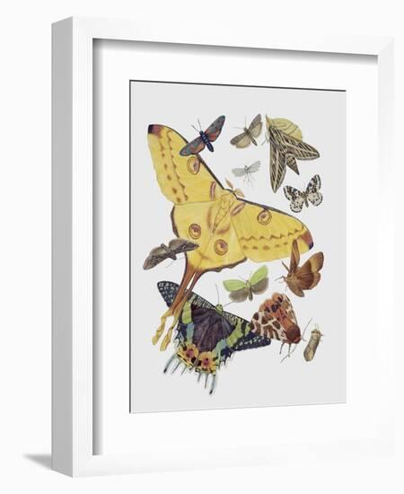 Close-Up of a Group of Lepidoptera Insects-null-Framed Giclee Print