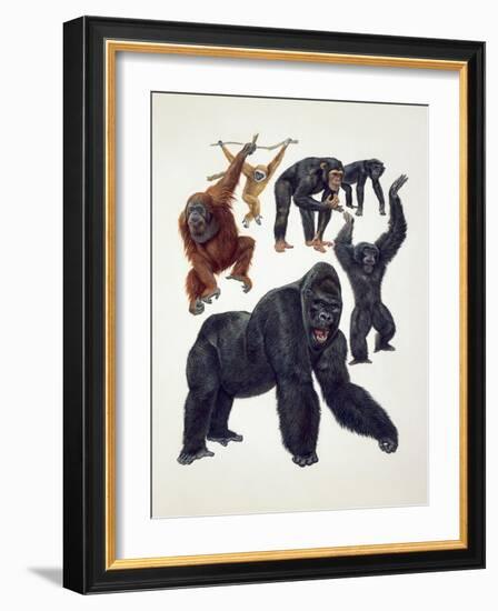 Close-Up of a Group of Primates-null-Framed Giclee Print