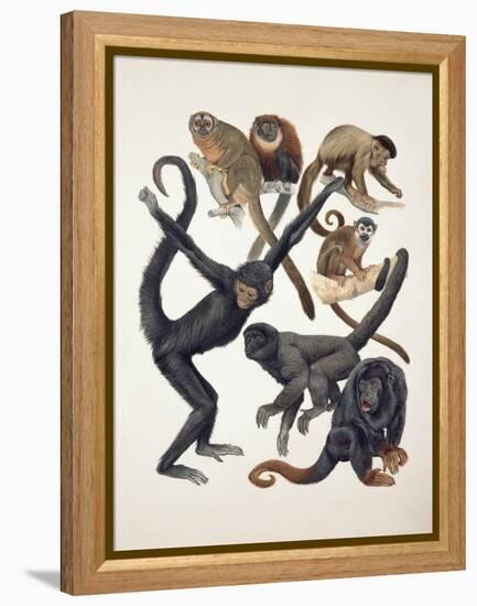 Close-Up of a Group of Primates-null-Framed Premier Image Canvas