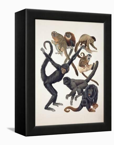 Close-Up of a Group of Primates-null-Framed Premier Image Canvas