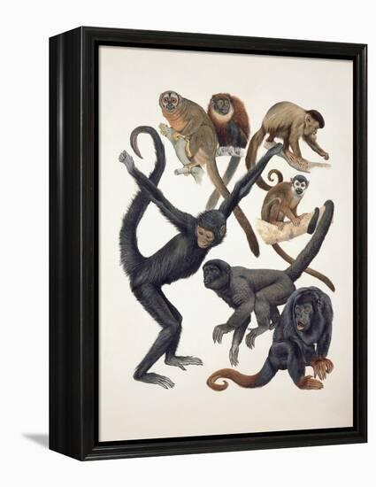 Close-Up of a Group of Primates-null-Framed Premier Image Canvas