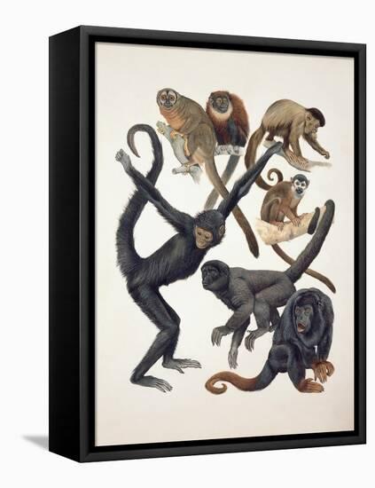 Close-Up of a Group of Primates-null-Framed Premier Image Canvas