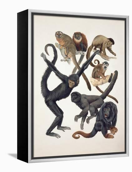 Close-Up of a Group of Primates-null-Framed Premier Image Canvas