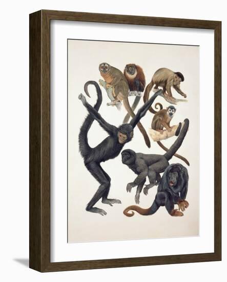 Close-Up of a Group of Primates-null-Framed Giclee Print