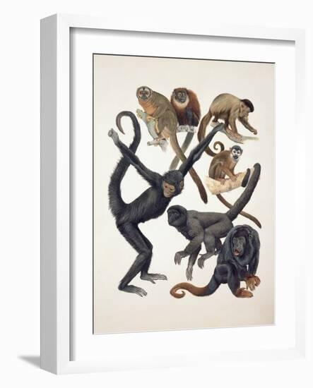 Close-Up of a Group of Primates-null-Framed Giclee Print