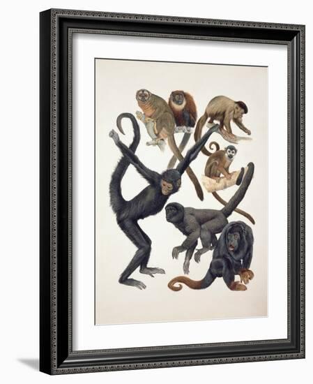 Close-Up of a Group of Primates-null-Framed Giclee Print