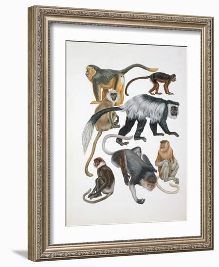 Close-Up of a Group of Primates-null-Framed Giclee Print