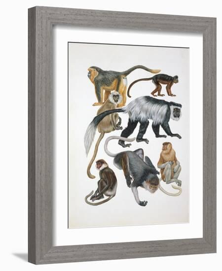 Close-Up of a Group of Primates-null-Framed Giclee Print