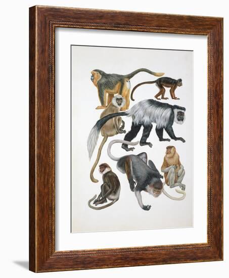 Close-Up of a Group of Primates-null-Framed Giclee Print