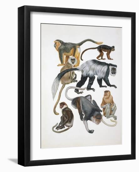 Close-Up of a Group of Primates-null-Framed Giclee Print