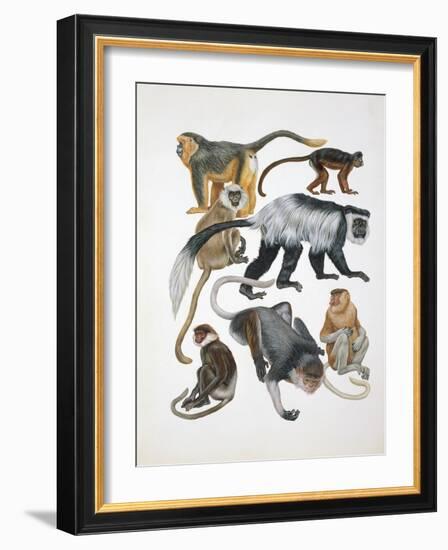 Close-Up of a Group of Primates-null-Framed Giclee Print