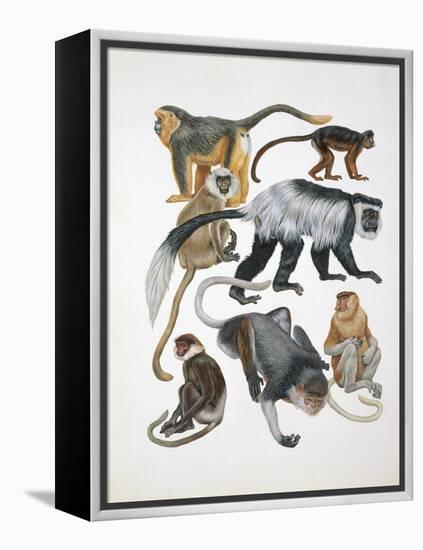 Close-Up of a Group of Primates-null-Framed Premier Image Canvas