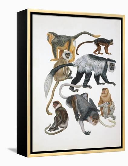 Close-Up of a Group of Primates-null-Framed Premier Image Canvas