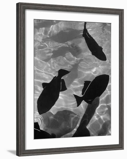 Close Up of a Group of West Indian Batfish-Fritz Goro-Framed Photographic Print