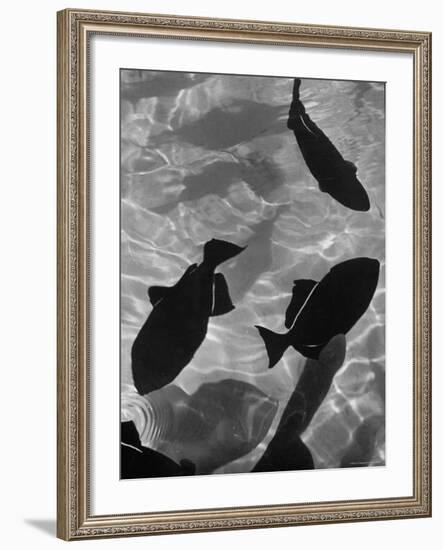 Close Up of a Group of West Indian Batfish-Fritz Goro-Framed Photographic Print