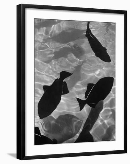 Close Up of a Group of West Indian Batfish-Fritz Goro-Framed Photographic Print