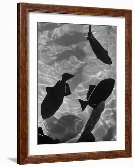 Close Up of a Group of West Indian Batfish-Fritz Goro-Framed Photographic Print