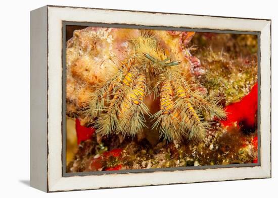 Close up of a Hairy yellow hermit crab, Hawaii-David Fleetham-Framed Premier Image Canvas