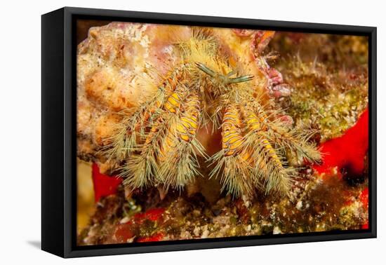 Close up of a Hairy yellow hermit crab, Hawaii-David Fleetham-Framed Premier Image Canvas